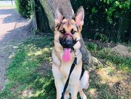 Ollie - Isabel & Danny